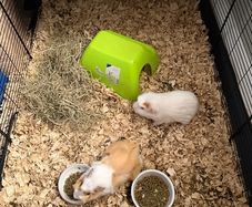 Guinea pigs for sale
