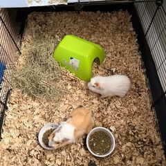 Guinea pigs for sale