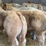 Charolais Bullock Weanling Calves Image 6