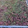 Sedum roll matts Image 3