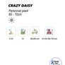 (D) Crazy Daisy seeds 0.05g (430697) Image 2