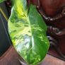 No.8 Philodendron Burle Marx Variegated Image 3