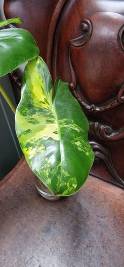 No.8 Philodendron Burle Marx Variegated