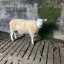 Selection of hogget rams Image 7
