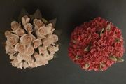 Miniature Flower Pots
