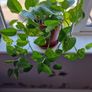 Beautiful Devil's Ivy hanging plant Image 3