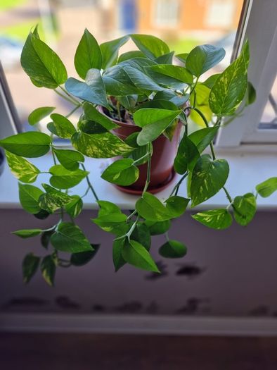 Beautiful Devil's Ivy hanging plant