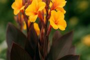 Giant Canna Lily Chocolate Sunrise