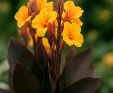 Canna Lily SALE
