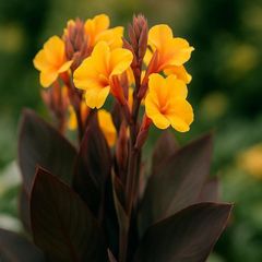Canna Lily SALE