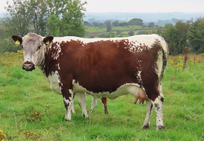 Pedigree Irish Moiled Online Timed Auction