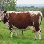 Pedigree Irish Moiled Online Timed Auction Image 3