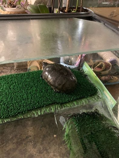 Looking for new home