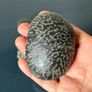 Natural coral fossil stones Image 2
