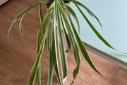 Spider plant