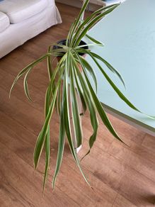 Spider plant