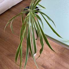 Spider plant