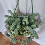 Burros tail succulent in hanging pot Image 2