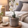 Artificial Orchid Plant, 30cm (Including Pot) Image 2