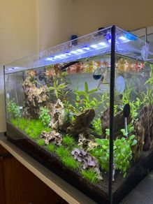planted aquarium