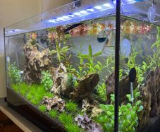 planted aquarium