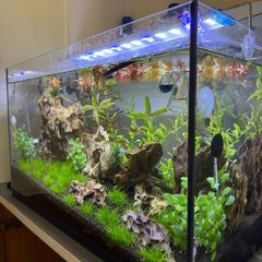 planted aquarium