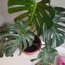 Large monstera Deliciosa house plant in sealed plastic pot Image 2