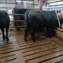 PBR Angus Bull Image 2
