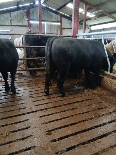 PBR Angus Bull