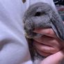 Lop rabbits Image 6