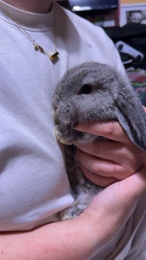 Lop rabbits