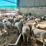 easycare ewe lambs easy care Image 2
