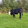 LMX - Organic heifers Image 8
