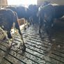 Livestock Image 3