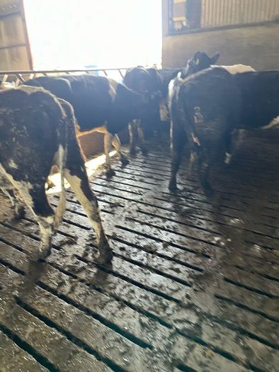 Livestock