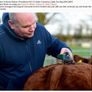ErgoPro (450w Mains) Sheep & Cattle Clipper Image 3