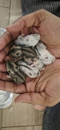 adoption