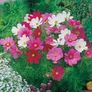 (C) Cosmos Dwarf Sensation seeds 0.5g (415588) Image 2