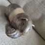 Vintage Poole pottery guinea pig Image 2