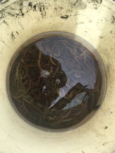 Live & frozen baits