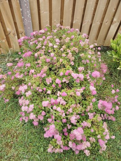 Bush