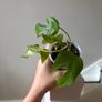 plant mini monstera Image 2