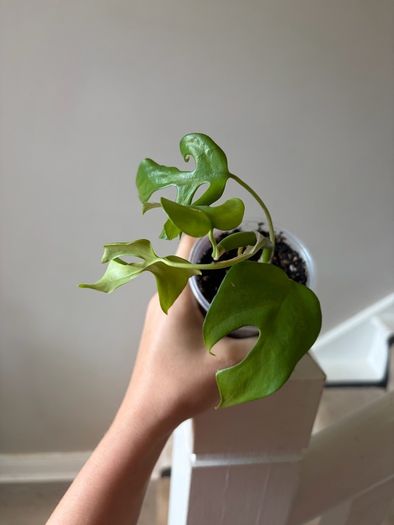 plant mini monstera