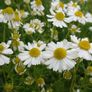 Organic Matricaria Chamomilla Seeds Image 3
