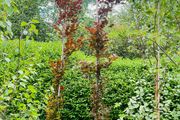 Fagus dawyck purple