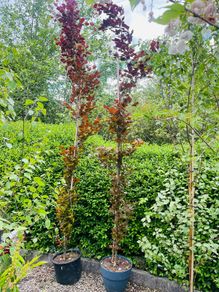 Fagus dawyck purple