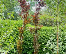 Fagus dawyck purple