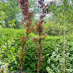 Fagus dawyck purple