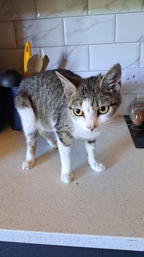cat