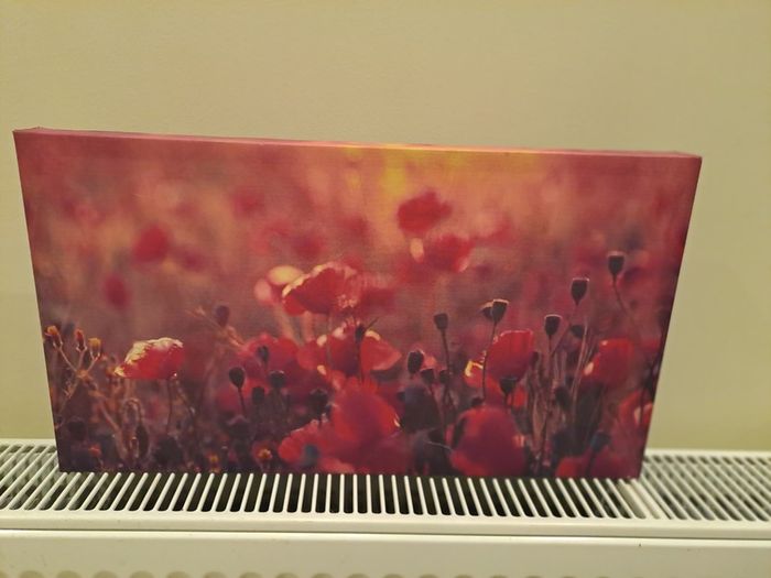 Picture of poppies canvas